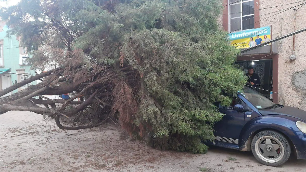 Arbol sobre carro en la Calle Luis Donaldo Colosio y Muciño